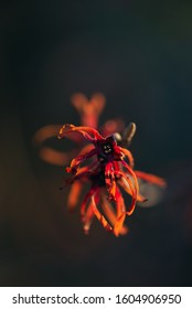 Red And Orange Witchhazel Flowers In Winter