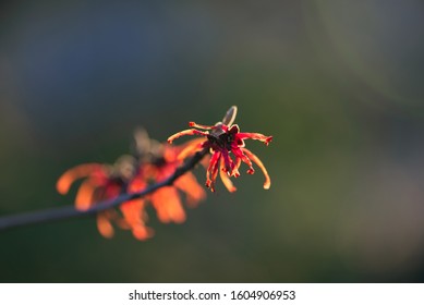 Red And Orange Witchhazel Flowers In Winter