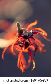 Red And Orange Witchhazel Flowers In Winter