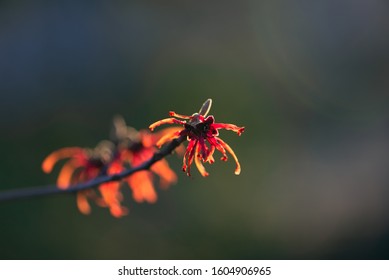 Red And Orange Witchhazel Flowers In Winter