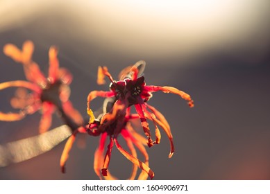 Red And Orange Witchhazel Flowers In Winter