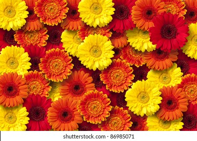 Red, Orange And Yellow Daisy Floral Background.