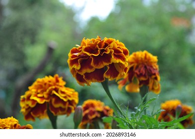 Red and orange yellow marigold on green background