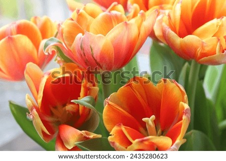 Red, orange and yellow tulips closeup