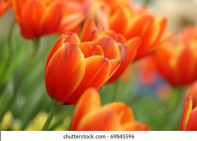 Red Orange Yellow Tulips flower shot from below macro close up with tulip background pattern