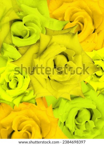 Red, orange, yellow, white, pink or rose flowers, orchids, hibiscus flowers.