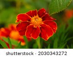 Red and orange-colored Marigold flower, Red Knight Marigold or Tagetes erecta, Mexican, Aztec or African marigold on green background close up. Skin-beneficial natural plant, remedy