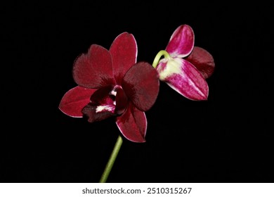 Red orchid flowers blooming on a black background - Powered by Shutterstock