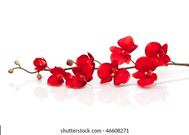 Red orchid on white background - Shutterstock ID 46608271