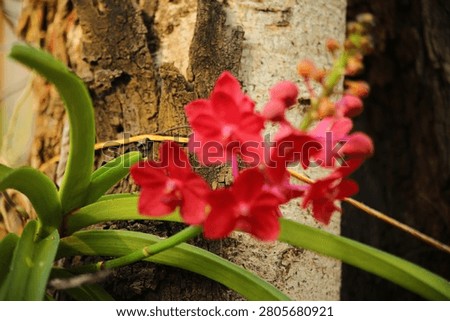 Red orchids are blooming on the tree.
