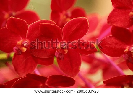 Red orchids are blooming on the tree.