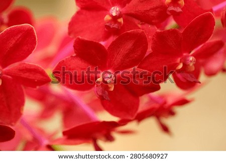 Red orchids are blooming on the tree.