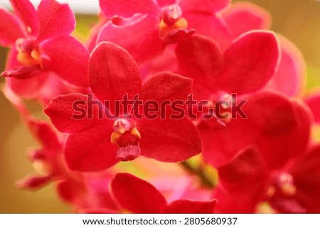Red orchids are blooming on the tree.