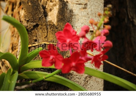 Red orchids are blooming on the tree.