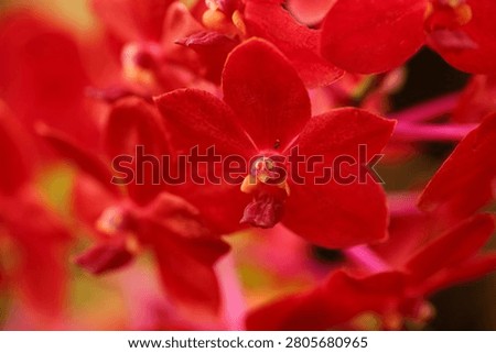 Red orchids are blooming on the tree.