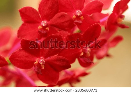 Red orchids are blooming on the tree.