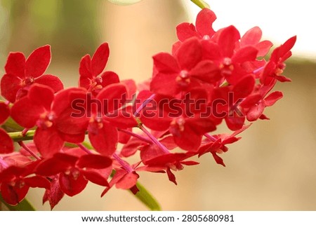 Red orchids are blooming on the tree.