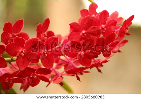Red orchids are blooming on the tree.