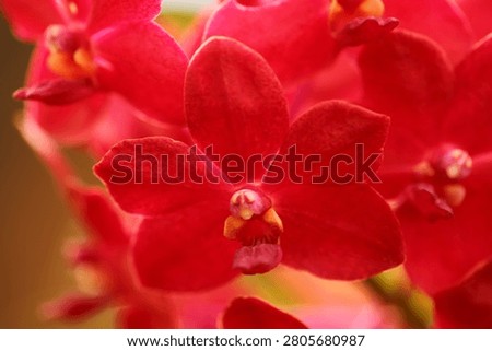 Red orchids are blooming on the tree.