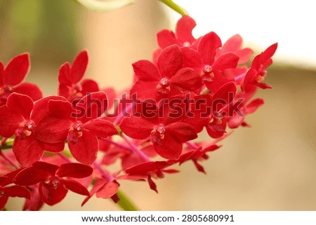 Red orchids are blooming on the tree.
