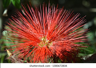 Red Ornamental Shrub - Metrosideros Excelsa