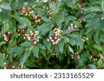 Red osier dogwood white berries or seeds in summer