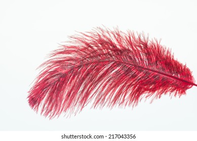 Red Ostrich Feather Close Up