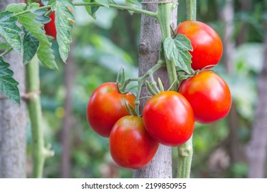Red oval tomatoes ripen in a bunch on the stem of a tomato bush