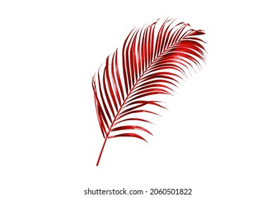 Red Palm Leaves Isolated On White Background.