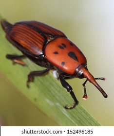 Red Palm Weevil