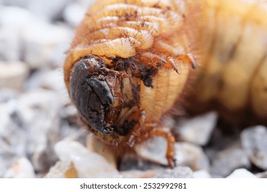 red palm weevil asian sago worm rhynchophorus ferrugineus animal chrysalis chrysalid face close up macro - Powered by Shutterstock