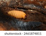 red palm weevil larvae live in the  coconut shoot. The red palm weevil palm pest of coconut tree .