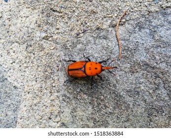 Red Palm Weevil Is The Main Reason Of The Palms Death In Sardinia Island In Italy 