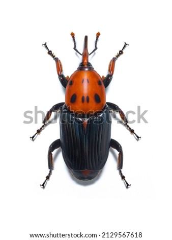 Red palm weevil, Red-stripes palm weevil isolated on white background