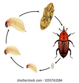 Weevil Life Cycle