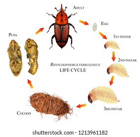 Red Palm Weevil Rhynchophorus Ferrugineus Coleoptera Stock Photo (Edit ...