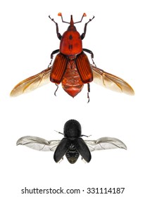 Red Palm Weevil (Rhynchophorus Ferrugineus) And Asian Ambrosia Beetles (Euwallacea Fornicatus) Isolated On A White Background