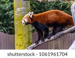 A Red Panda