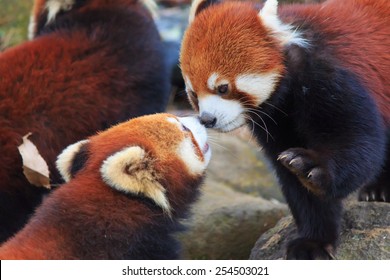 Red Panda