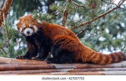 Red Panda