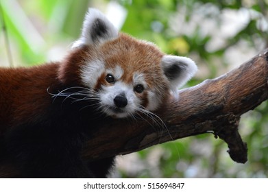 Red Panda