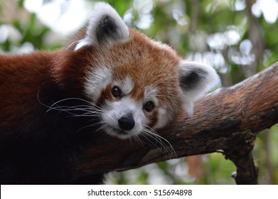 356 Red Panda Tongue Images, Stock Photos & Vectors 