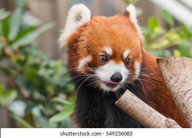 356 Red panda tongue Images, Stock Photos & Vectors | Shutterstock