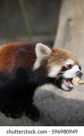  Red Panda