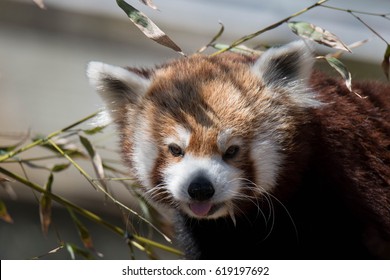 red panda