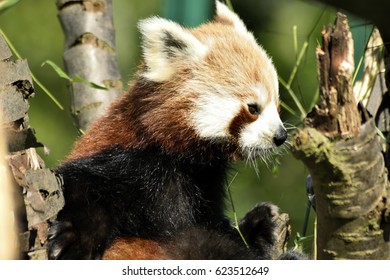 red panda wallpaper images stock photos vectors shutterstock https www shutterstock com image photo red panda 623512649