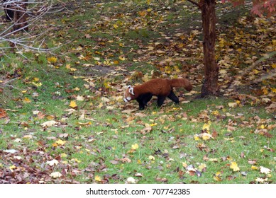 Red panda