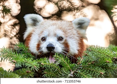 Red Panda