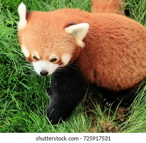 red panda