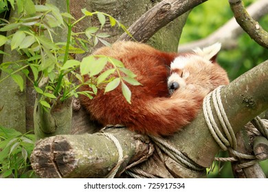 red panda